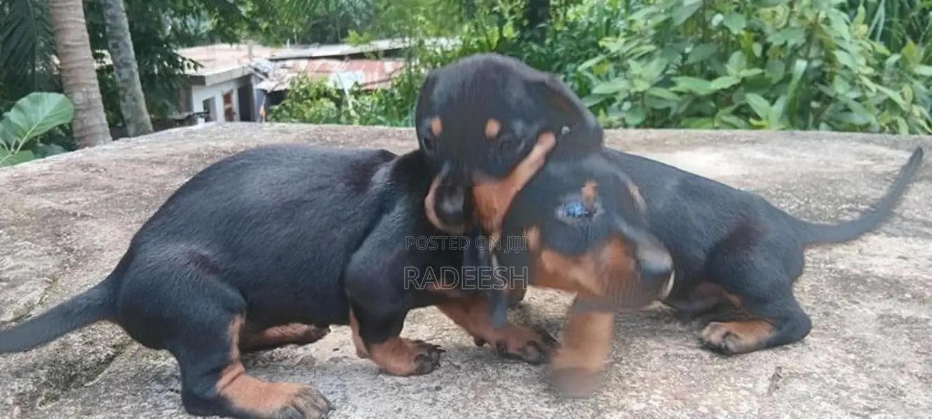 ඩැෂ්හවූන්ඩි පැටවින්