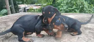 ඩැෂ්හවූන්ඩි පැටවින්