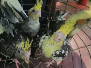 Cockatiel Birds
