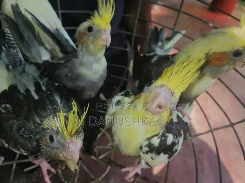 Cockatiel Birds