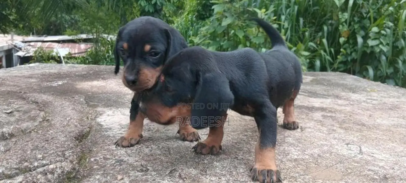 ඩැෂ්හවූන්ඩි පැටවින්