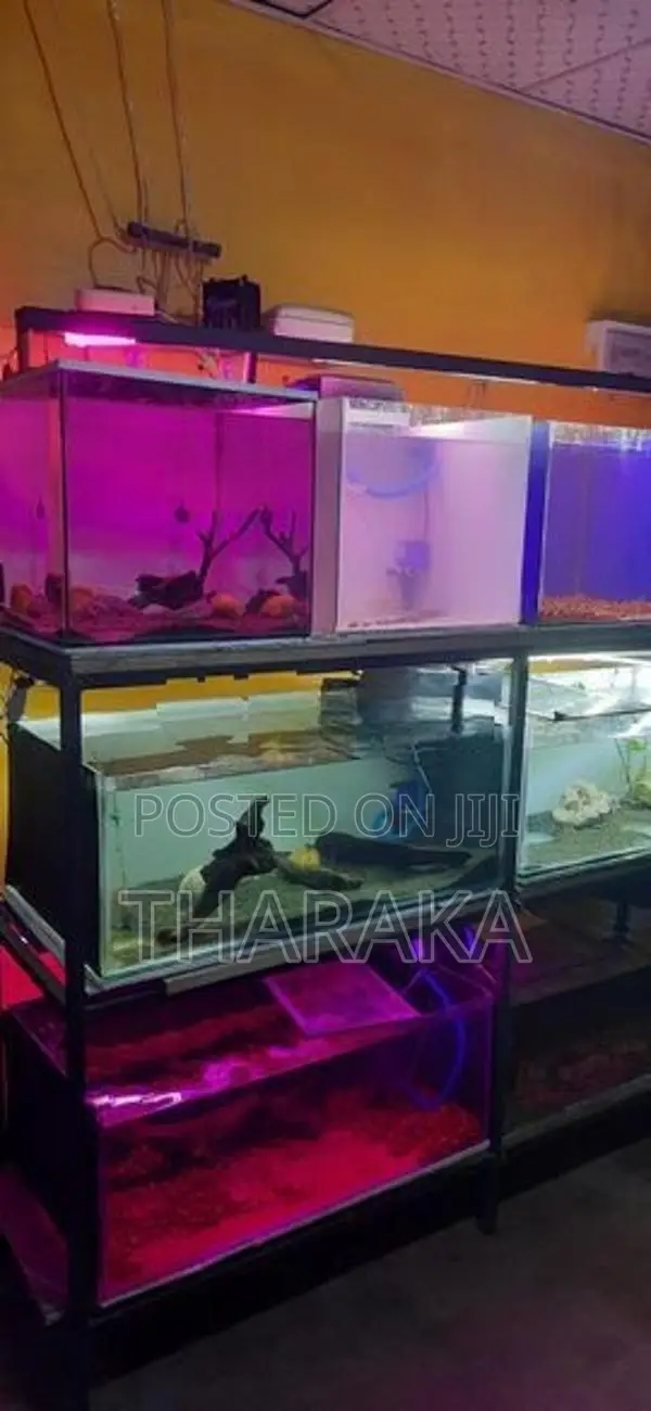 8 Tanks with A Iron Rack