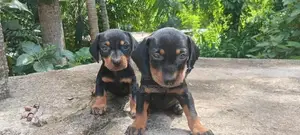ඩැෂ්හවූන්ඩි පැටවින්