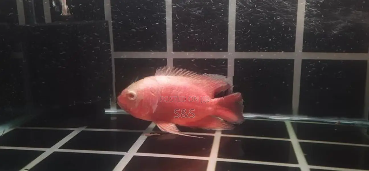 Oscar Fish