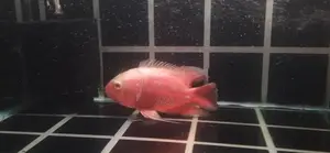 Oscar Fish