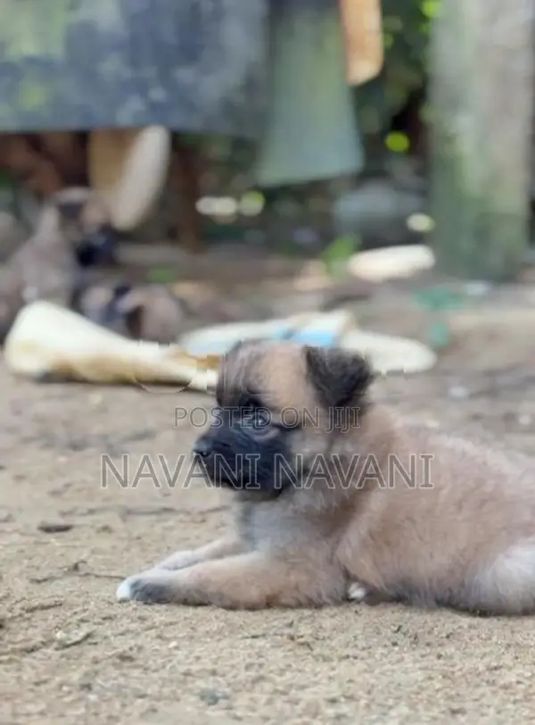 Lion Pomeranian Puppy