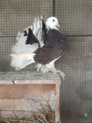 Pigeon