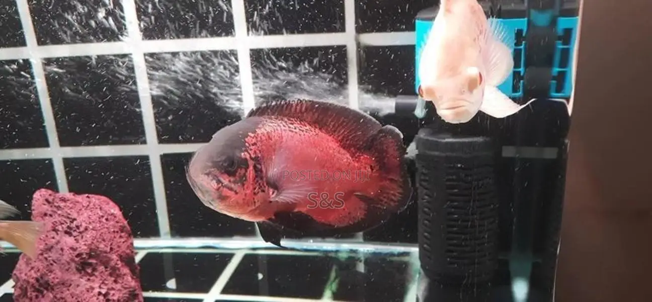Oscar Fish