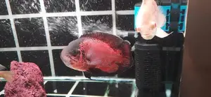 Oscar Fish