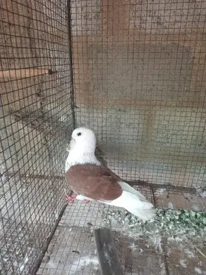 Pigeon