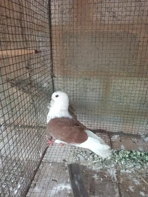 Pigeon