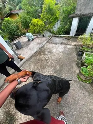 Rottweiler Dog