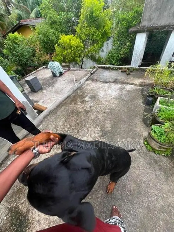 Rottweiler Dog