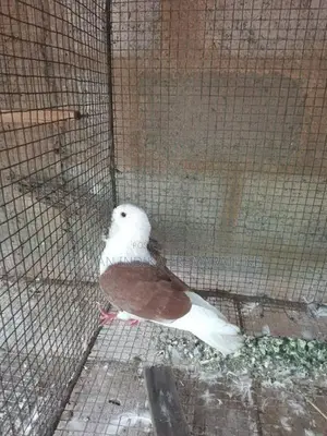 Pigeon