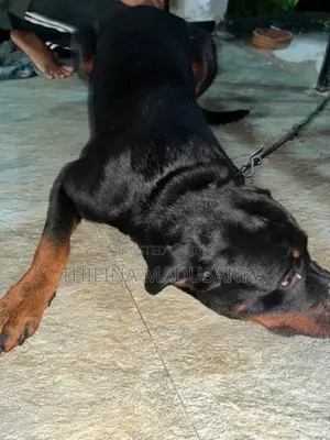 Rottweiler Dog
