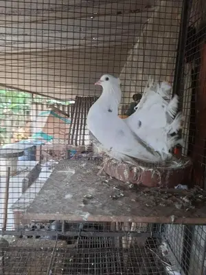 Pigeon