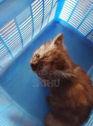 Persian Cat