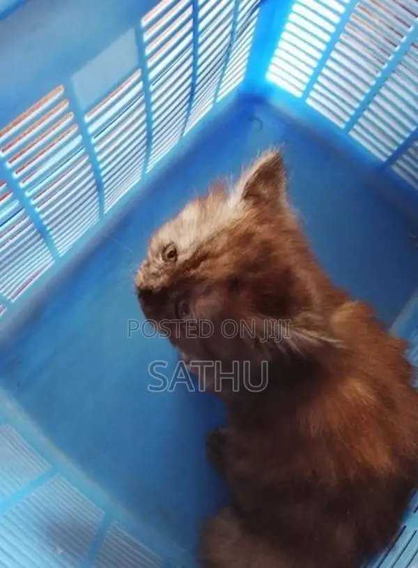 Persian Cat