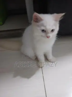 Persian Cat