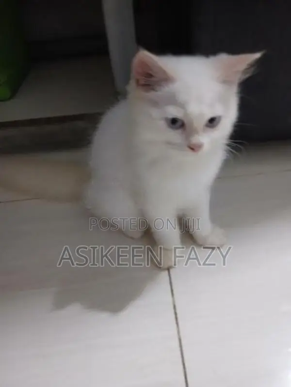 Persian Cat