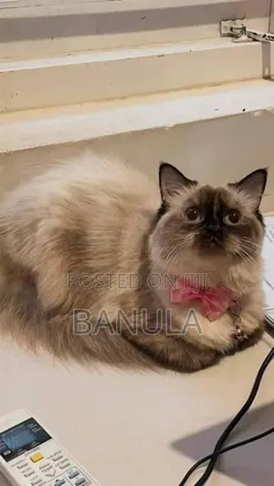 Persian Himalayan Cat