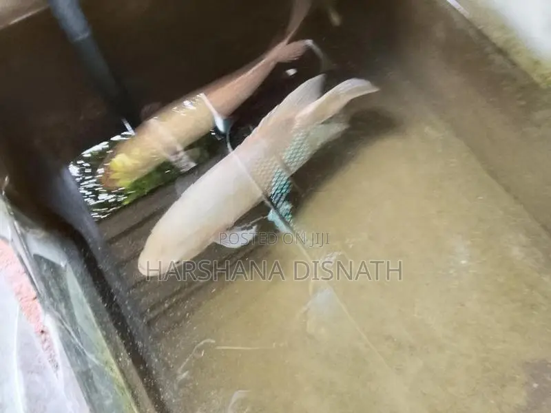 Giant Gourami