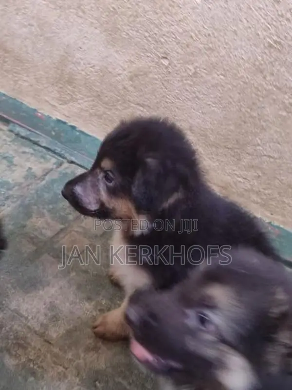 German Shepherd Puppies