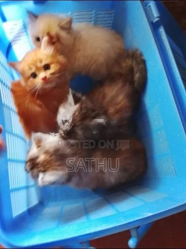 Persian Cat