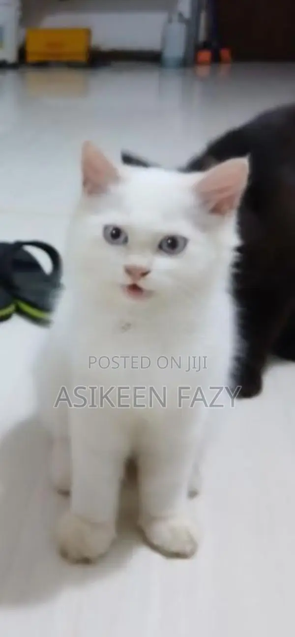 Persian Cat