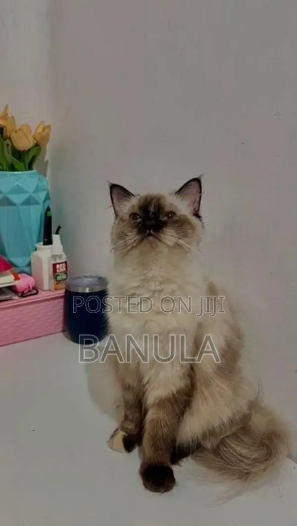 Persian Himalayan Cat