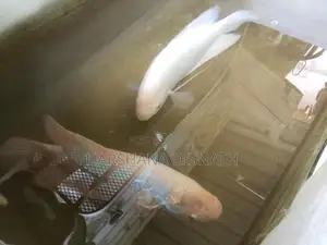 Giant Gourami