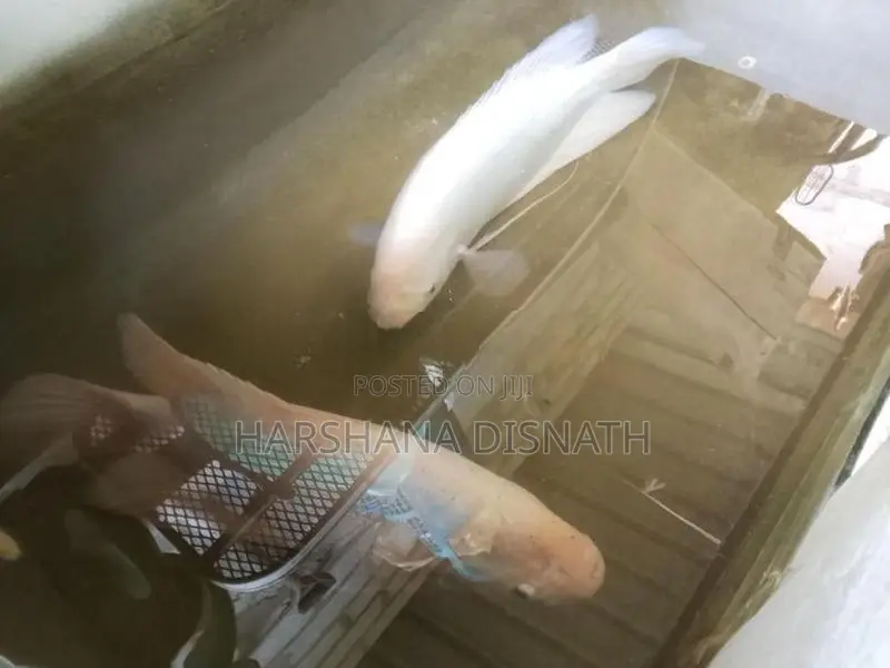 Giant Gourami