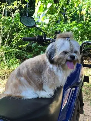 Shih Tzu Male Puppy