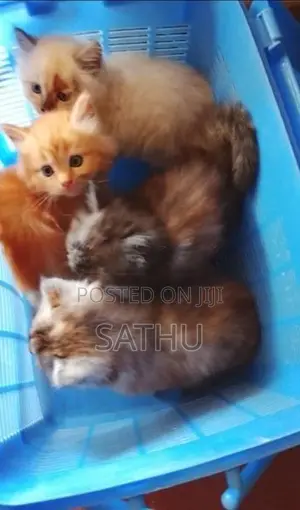 Persian Cat