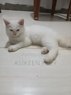 Persian Cat