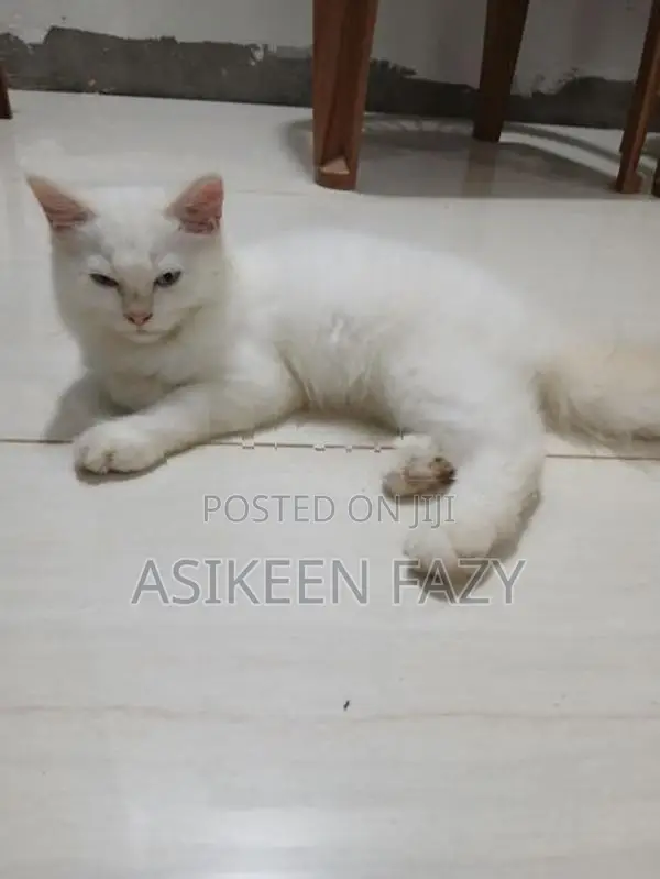 Persian Cat
