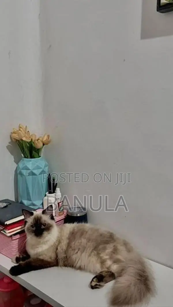 Persian Himalayan Cat