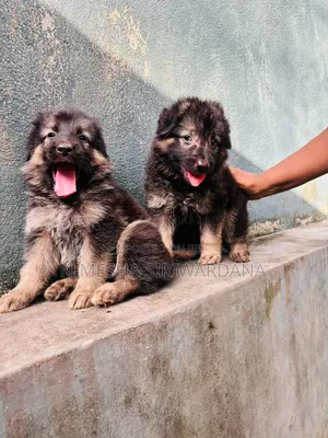 0-1 month Male Purebred German Shepherd