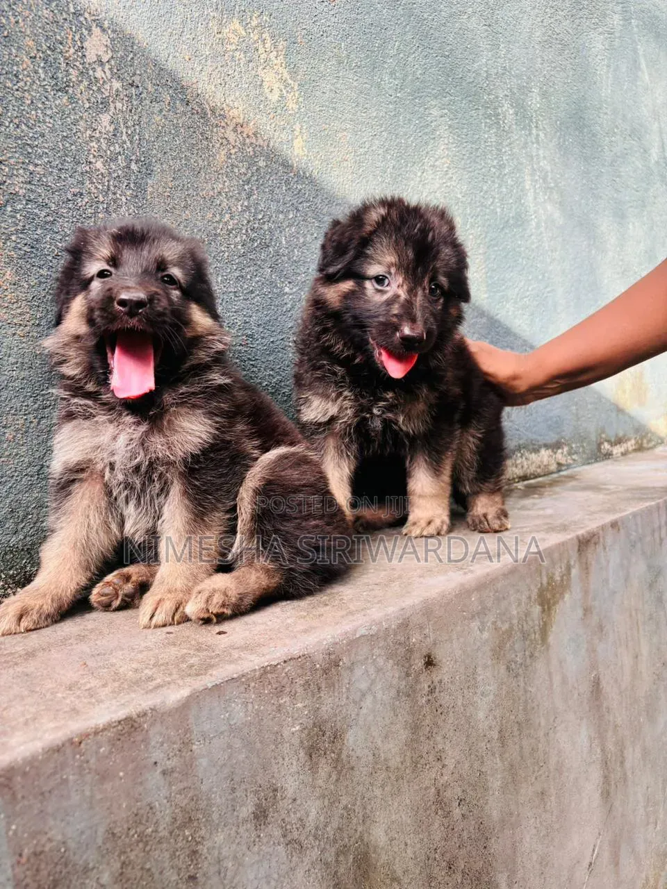 0-1 month Male Purebred German Shepherd