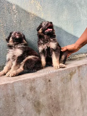 0-1 month Male Purebred German Shepherd