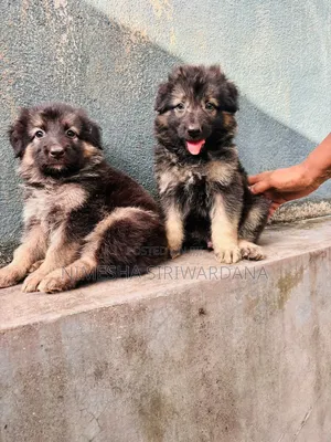 0-1 month Male Purebred German Shepherd