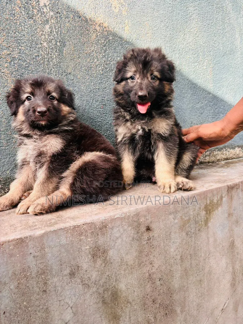 0-1 month Male Purebred German Shepherd
