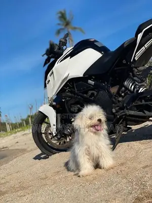 KTM 250 2019