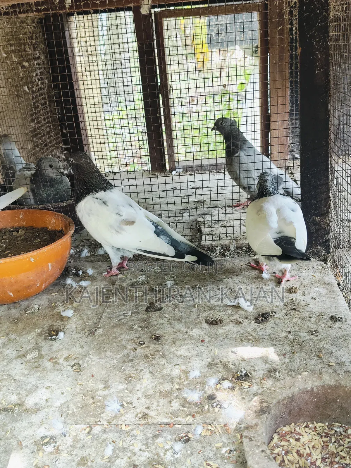 Pakisthan Bird's