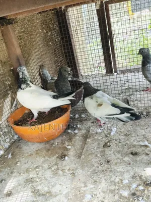 Pakisthan Bird's