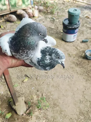 Pakisthan Bird's