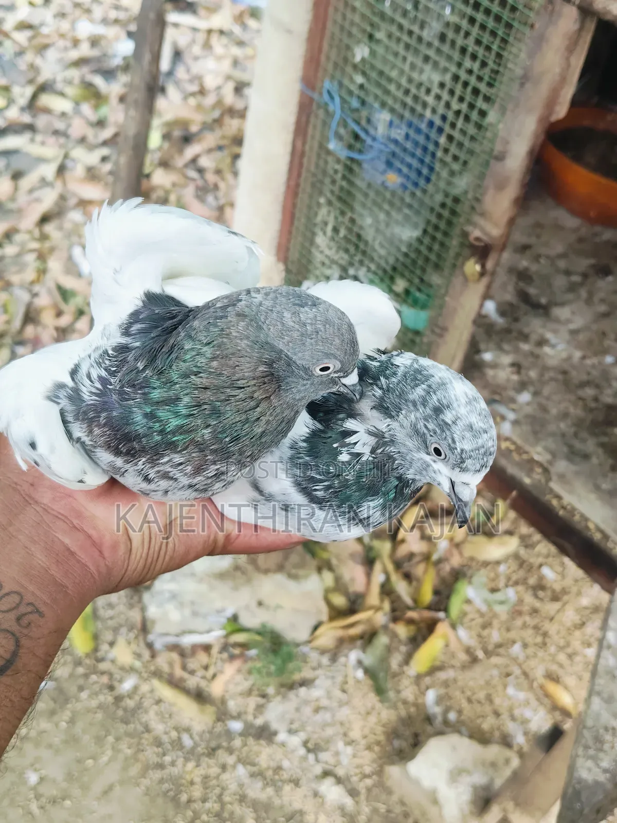 Pakisthan Bird's