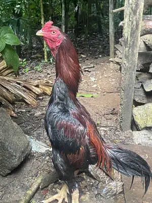 1. 1/2 Years Old
