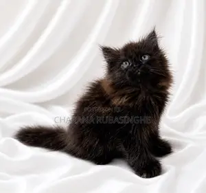 1-3 months Male Purebred Persian