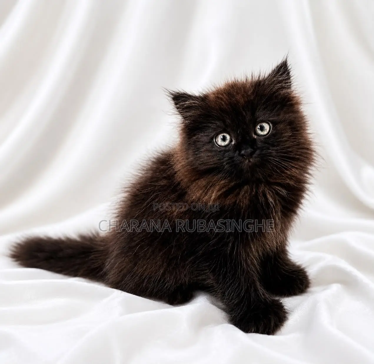 1-3 months Male Purebred Persian